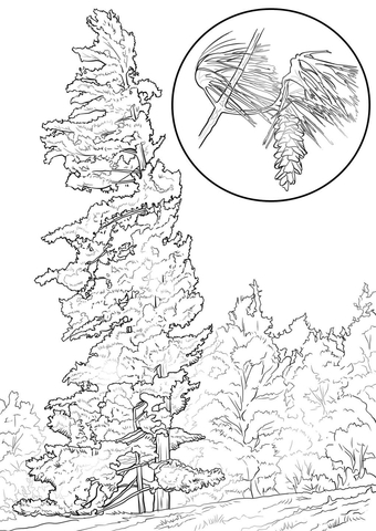 Eastern White Pine Tree Coloring Page